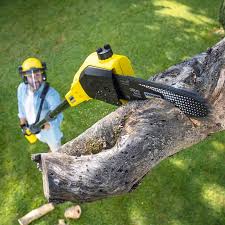 Professional Tree Removal and Landscaping Services in Mogadore, OH